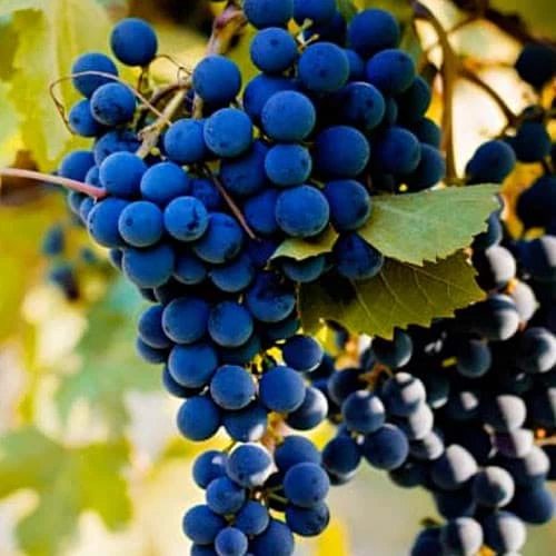 6 giong nho do quy hiem