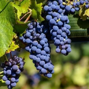 Ket qua cua Global Cabernet Sauvignon Masters 2022